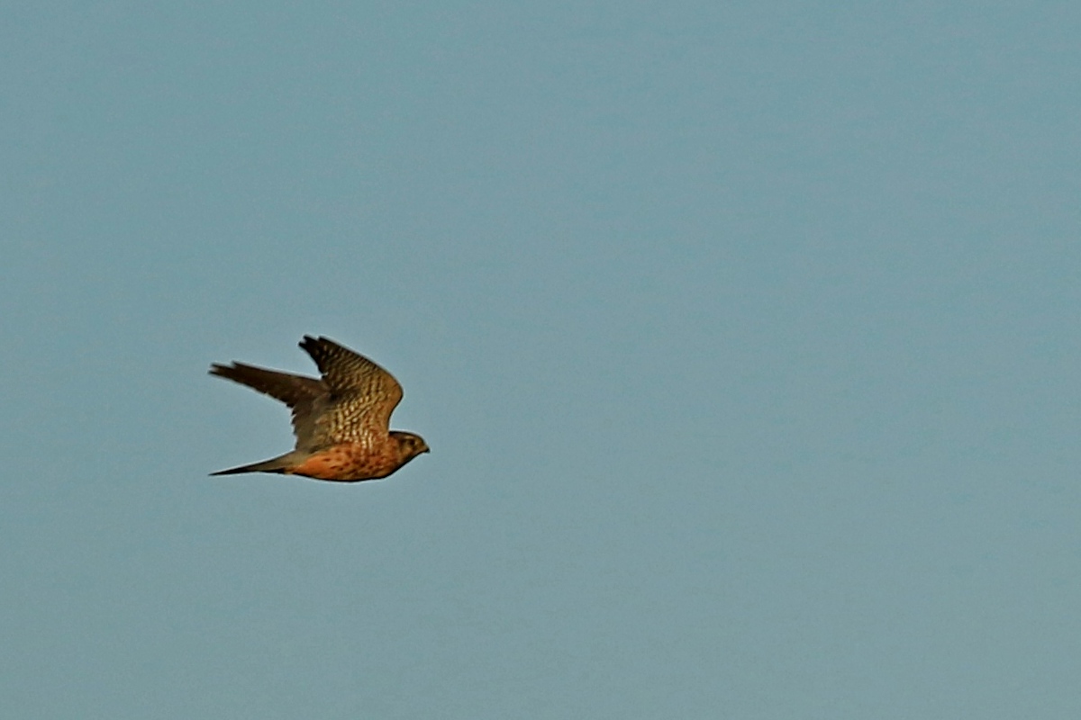 Aiuto identificazione rapace:  Smeriglio (Falco columbarius), maschio